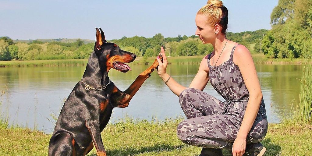 pet care with owner in a park