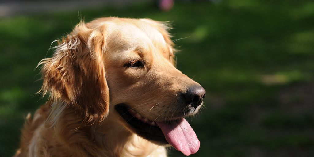 happy pets with owners