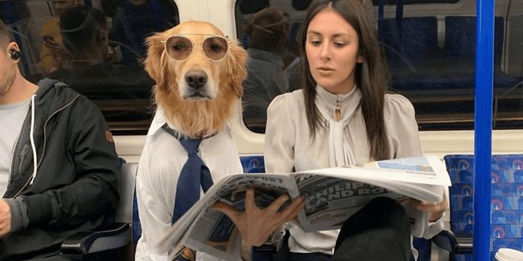 happy pets with owners